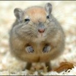 szczur Efekt Rosenthala, czyli widzę co chce widzieć